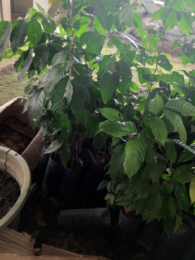 bibit pohon gabungan kelengkeng×rambutan