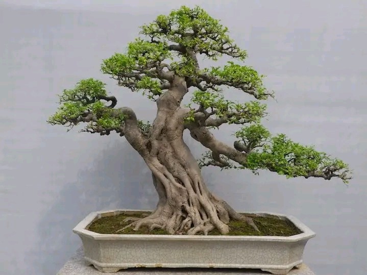 bibit bonsai anting putri