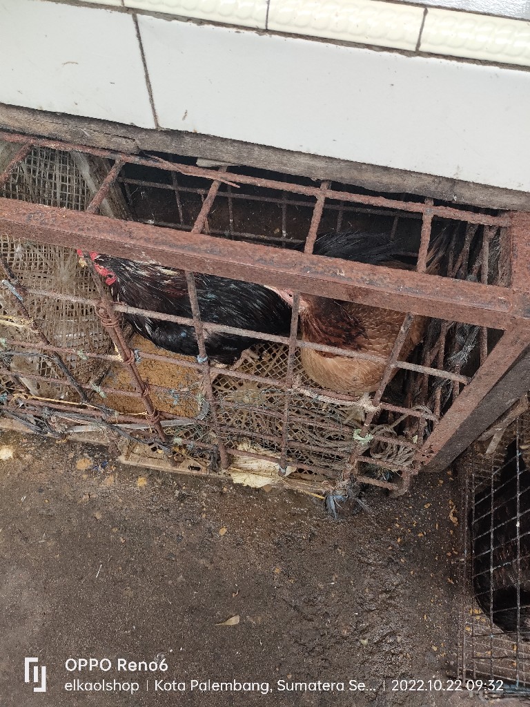 ayam kampung
