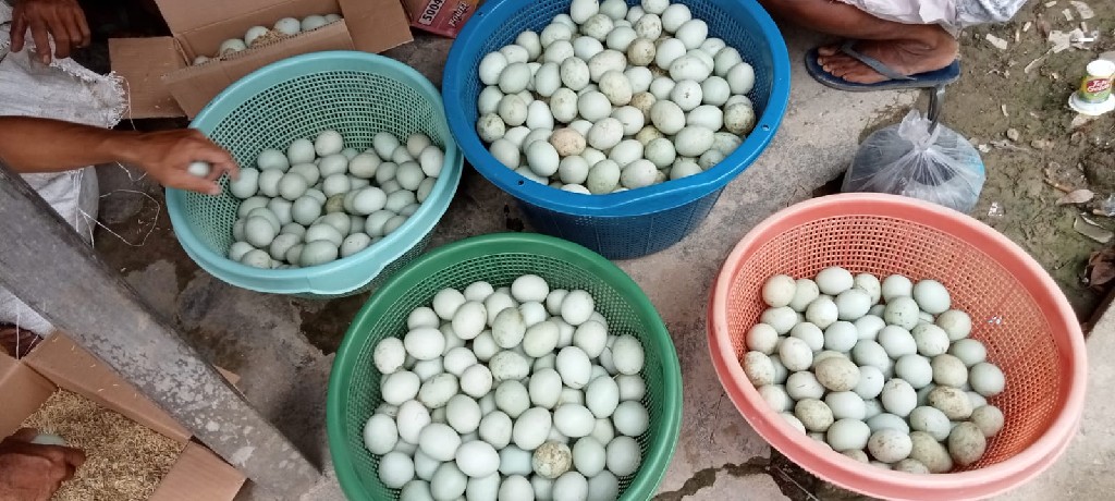 Telur Bebek (di