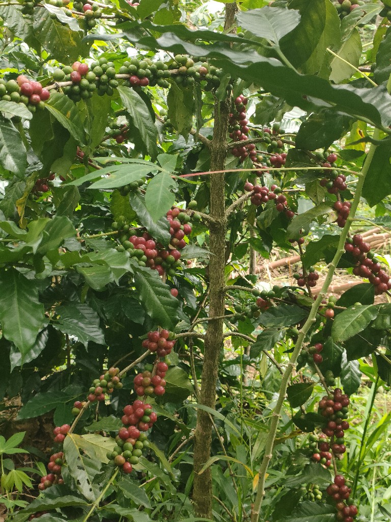 Kopi Arabik Papandayan Garut Jawa barat