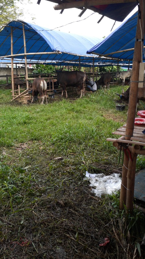 Sapi Harga Pternak