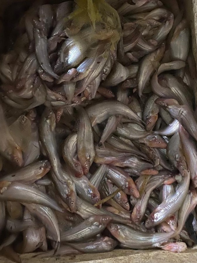 Ikan Lais segar