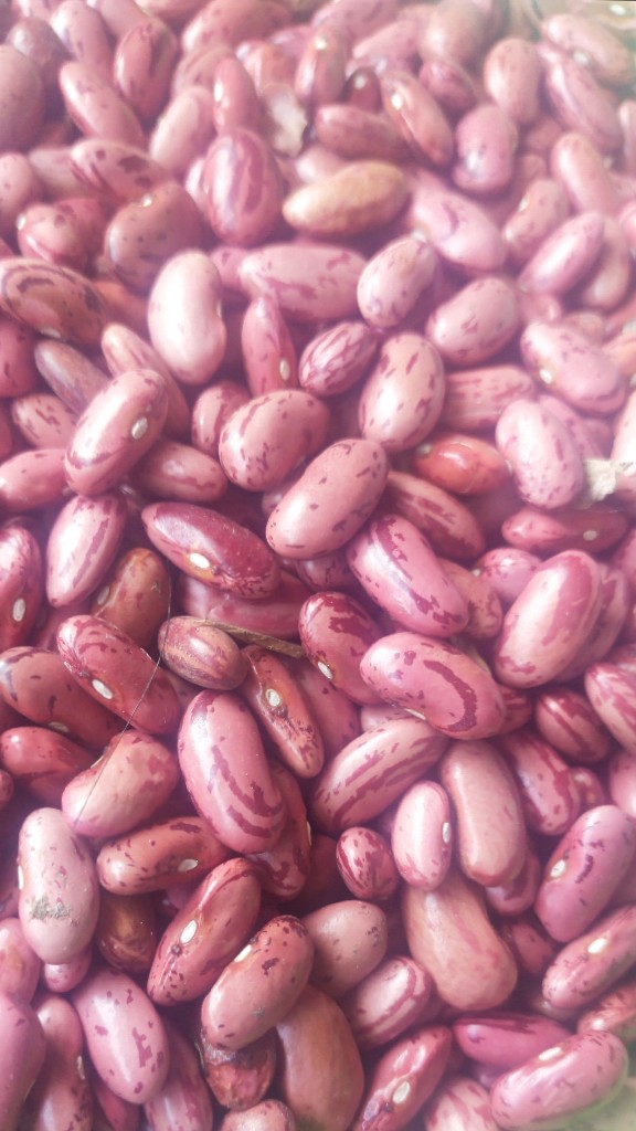 kacang merah garut
