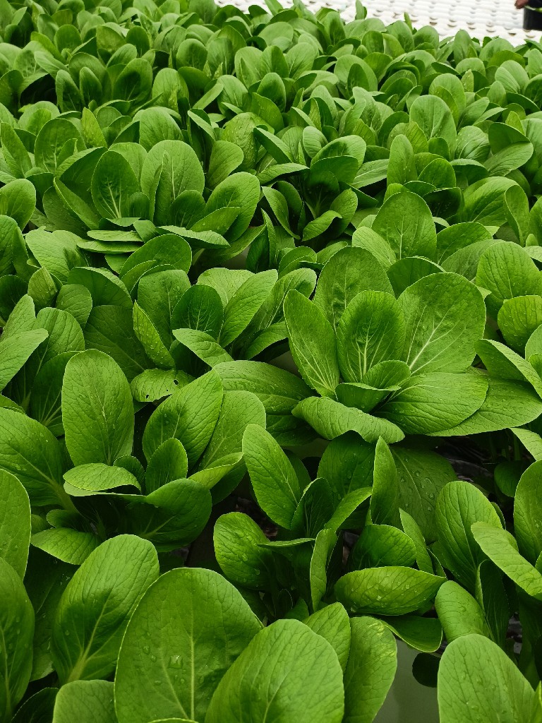 sawi pakcoy hidroponik