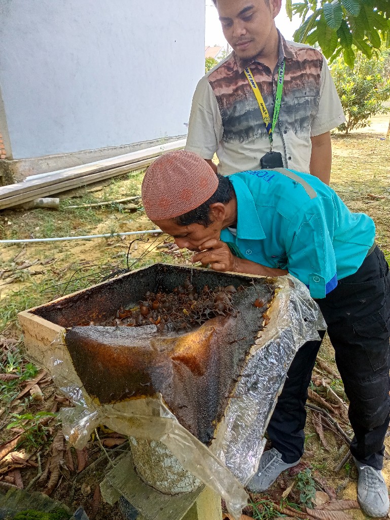 madu Galo -galo(Kelulut)
