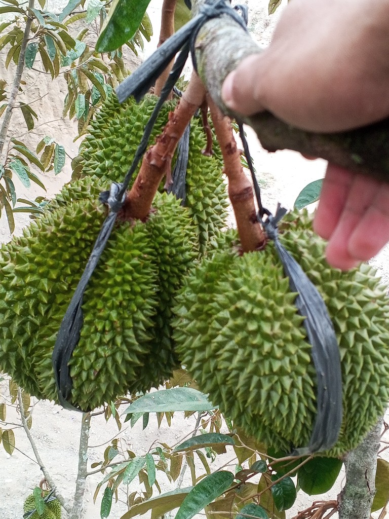 Durian lokal super