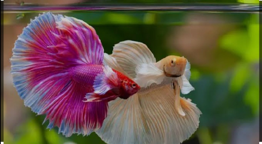 Toko ikan hias Abadi