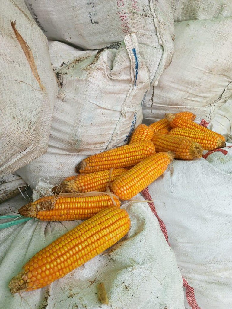 dijual Jagung Pipil Basah