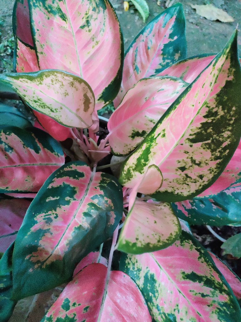 tanaman hias aglonema