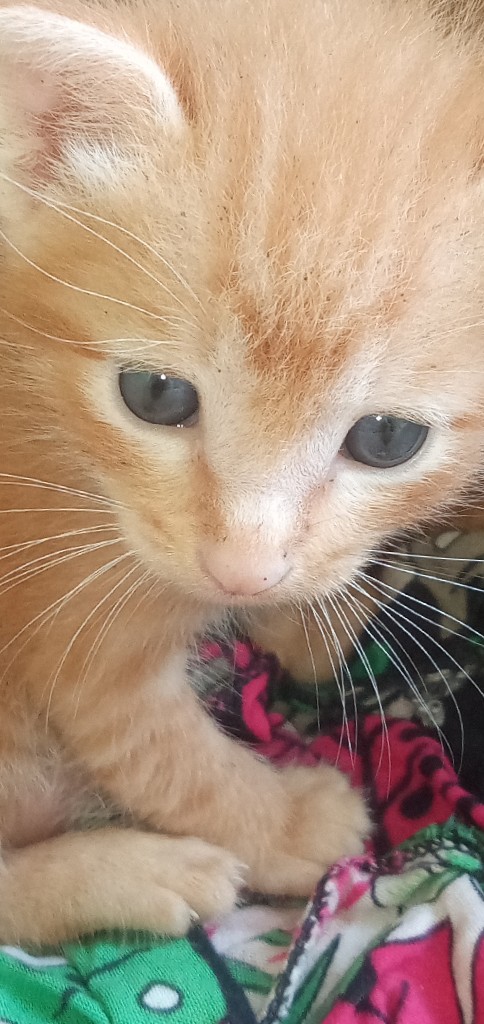 Adopsi kucing