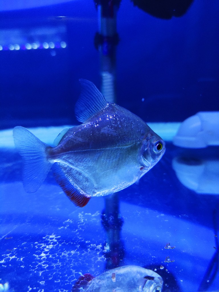 Ikan hias Silver dollar