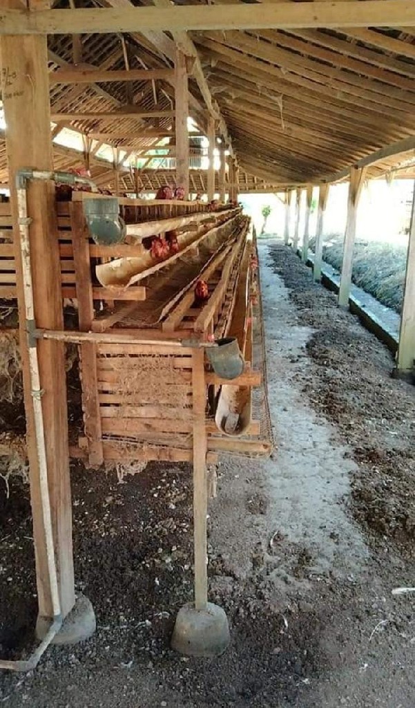 Ayam pertelur/Ayam merah