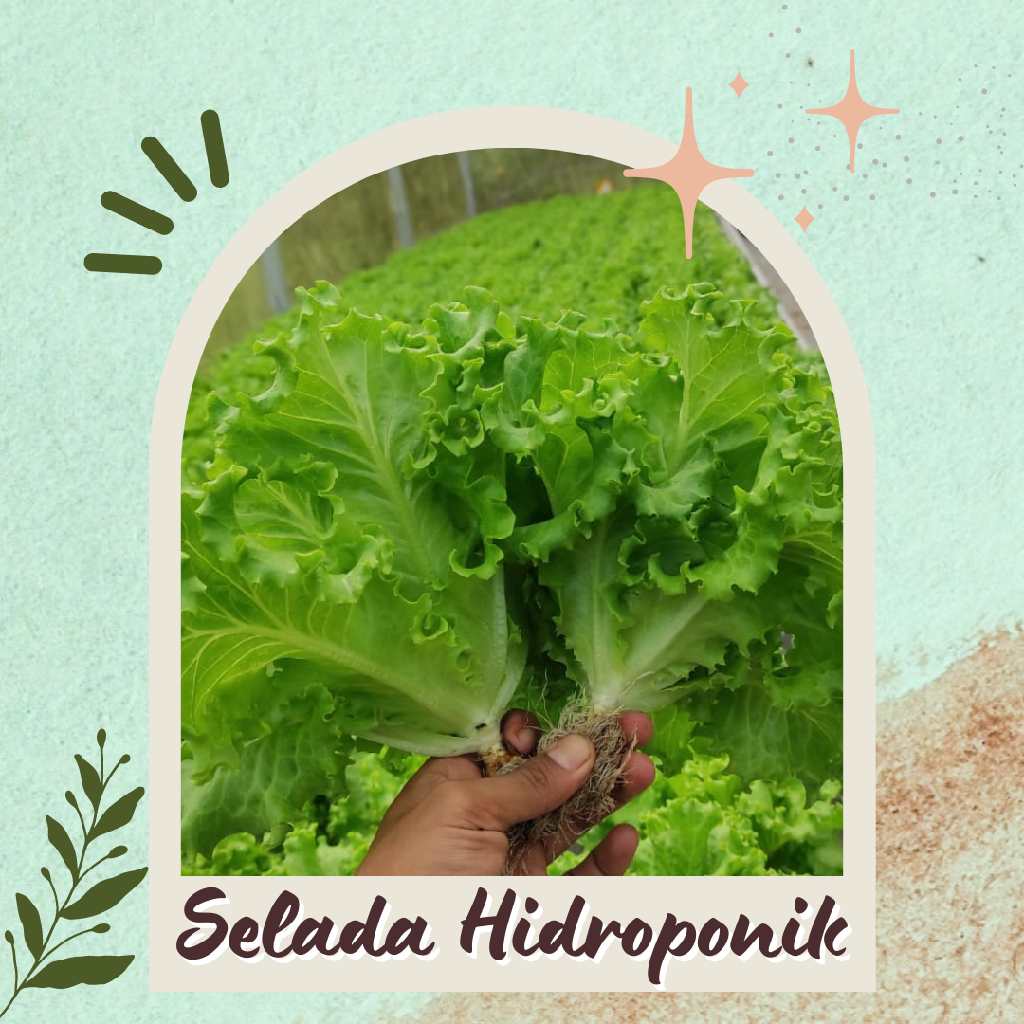 Selada Hidroponik