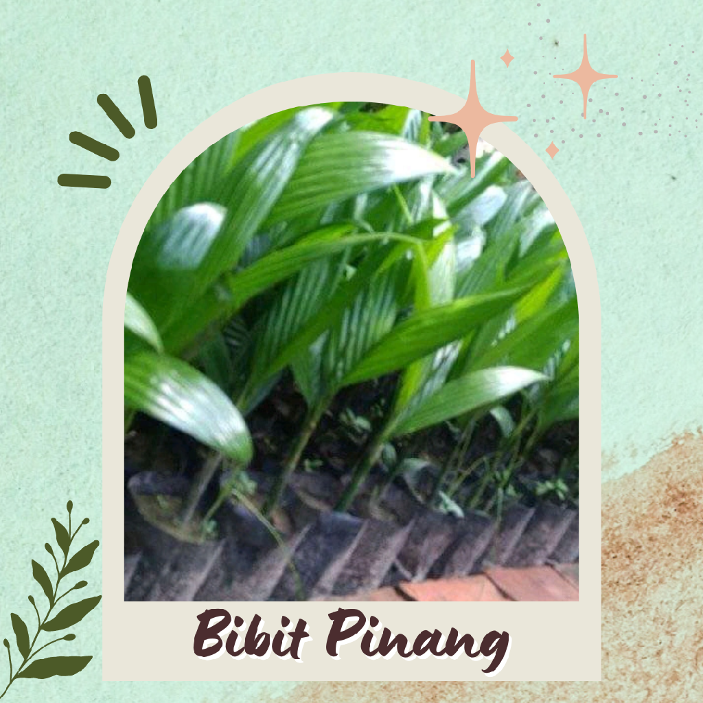 Bibit Pinang