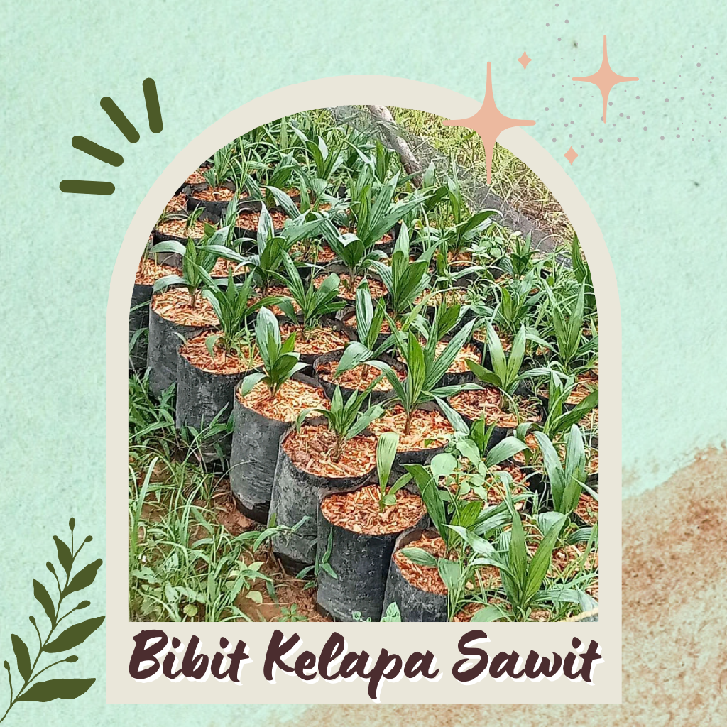 Bibit Kelapa Sawit