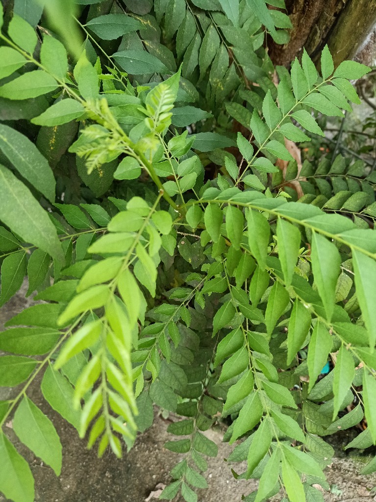 Daun Salam Koja atau Daun Kari