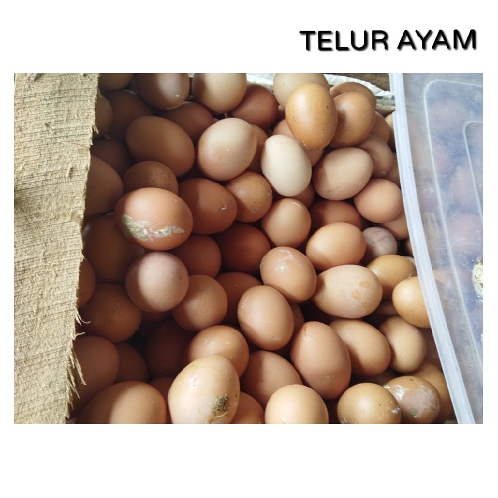 Telur Ayam