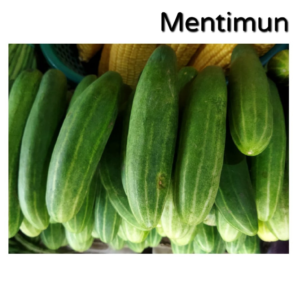 Mentimun