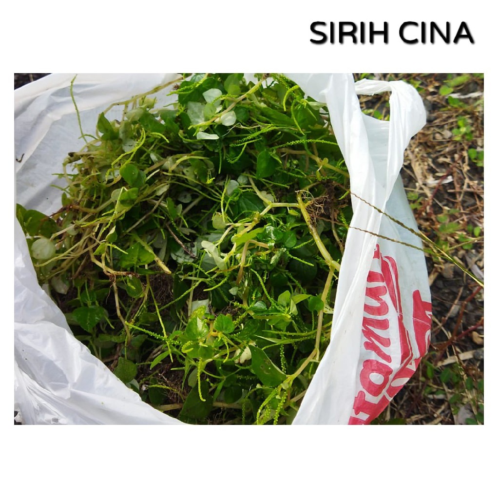 Daun Sirih Cina