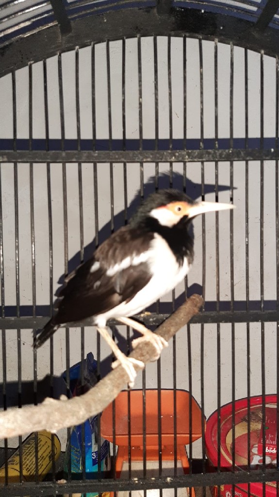 Burung Jalak