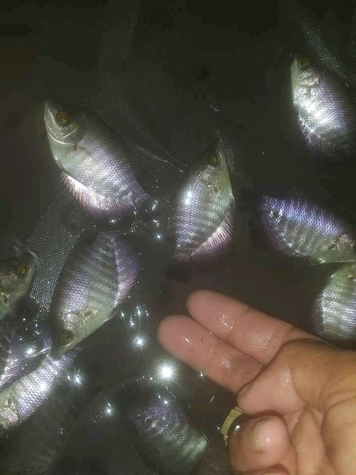 bibit ikan gurame