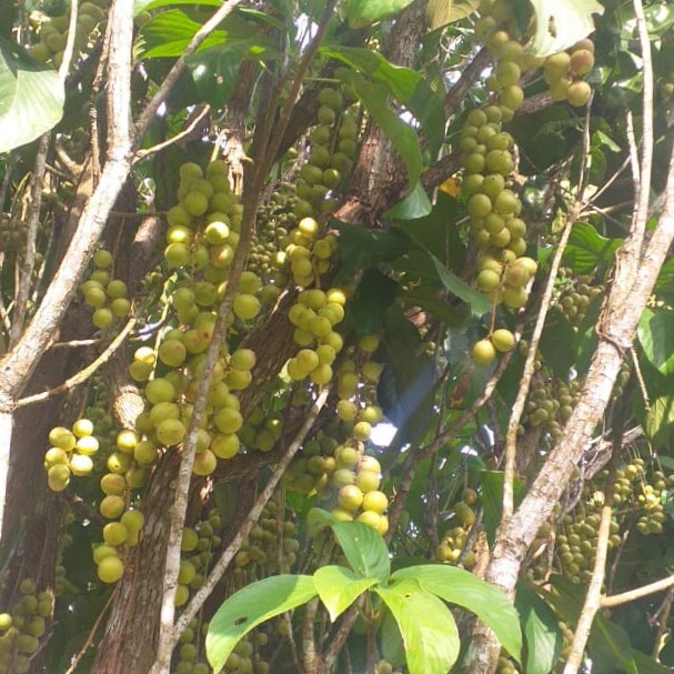 Buah Rambai