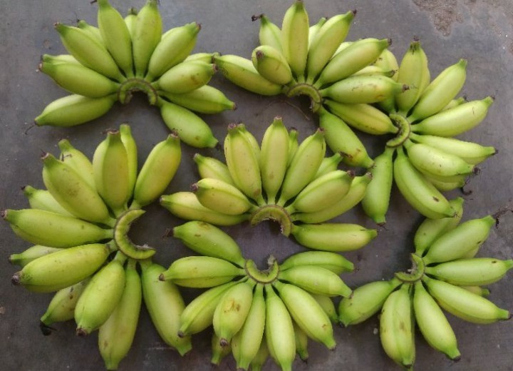 pisang mahuli /pisang putri