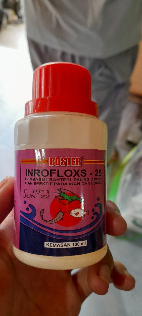 antibiotik ikan