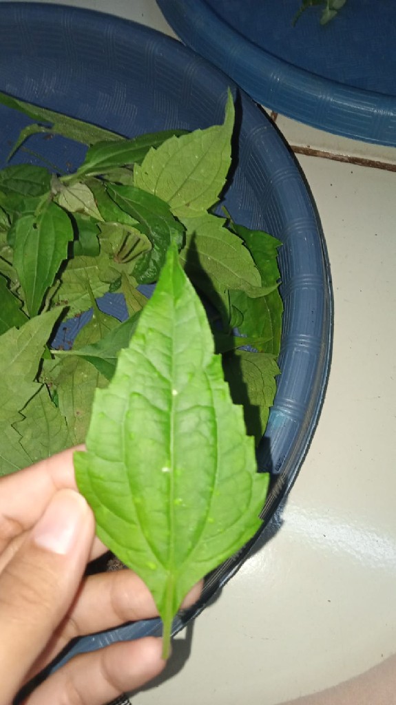 daun krinyuh herbal alami