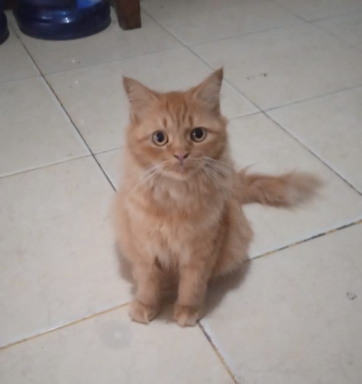 Kucing Peliharaan