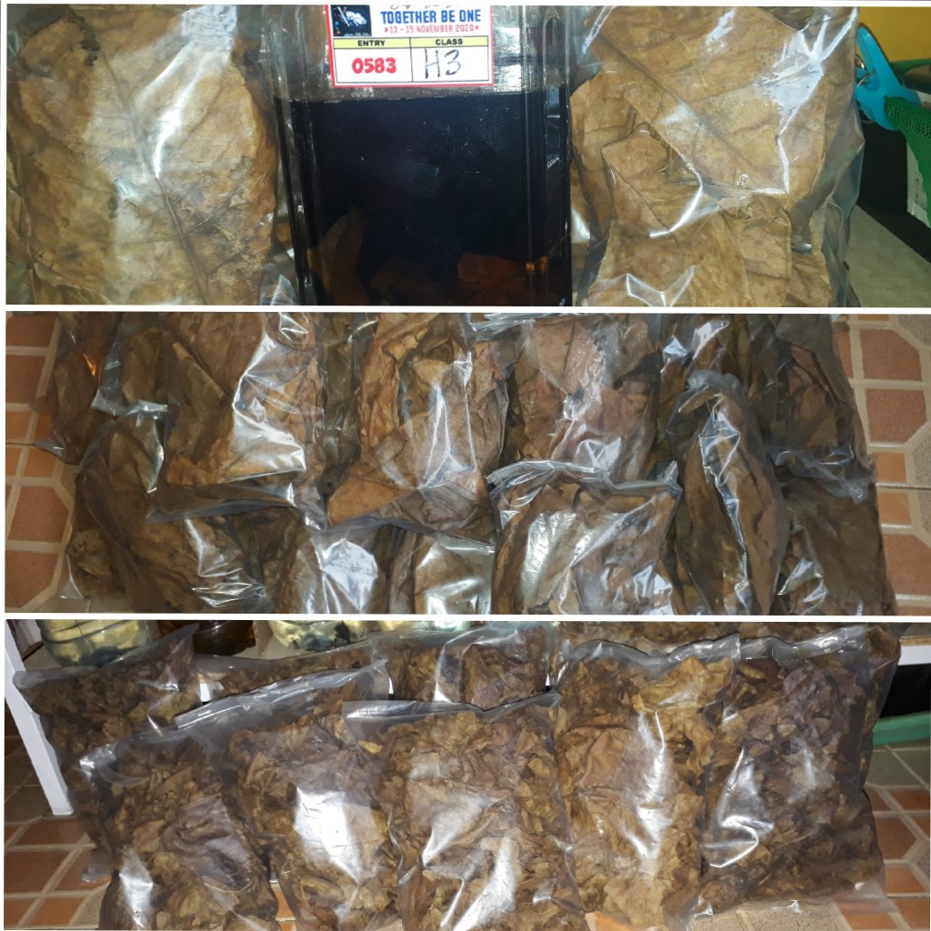 Daun Ketapang Olahan