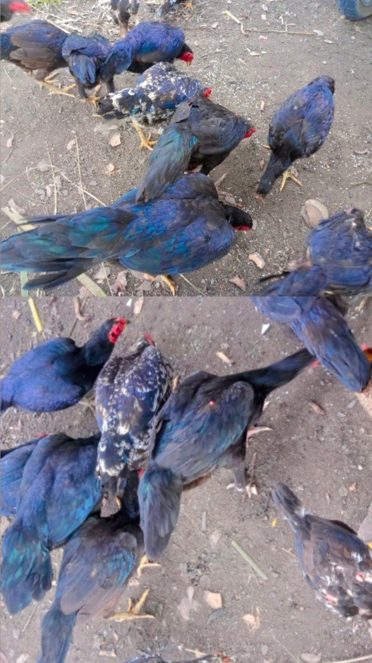 ayam kampung