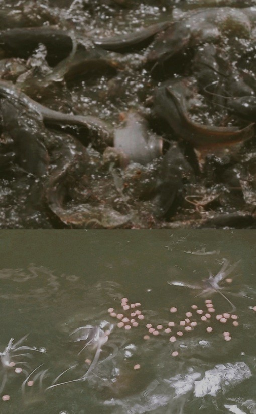 ikan lele