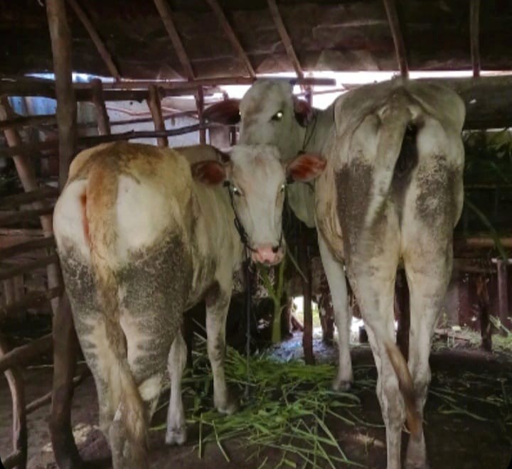 Sapi ramusin