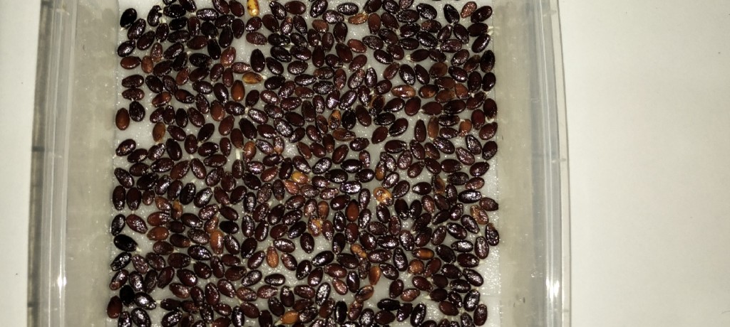 Buah Semangka Merah Manis