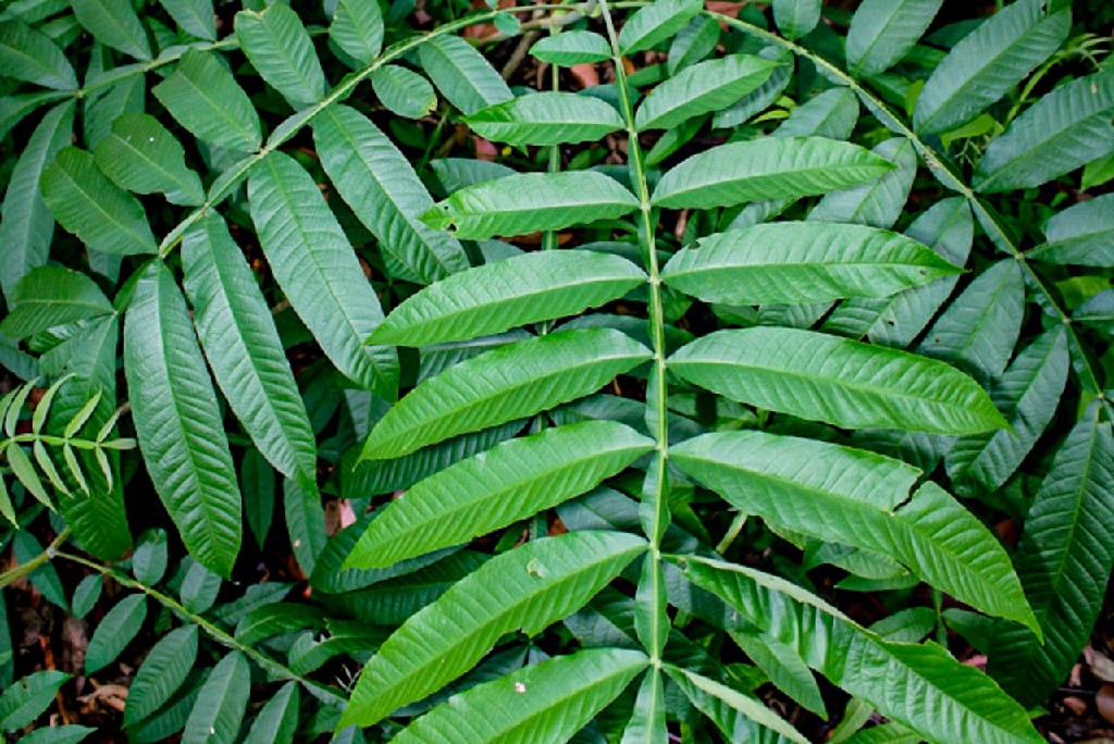 Daun Sungkai