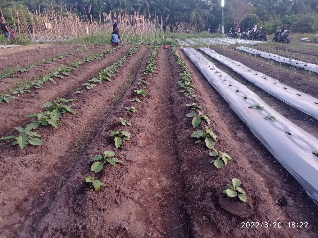 Terong Lalap Bulat Hijau (Gelatik)