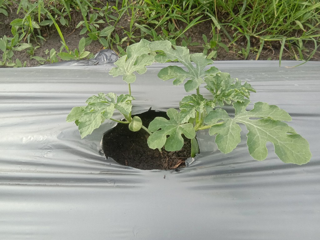 Semangka Varietas Bali Flower