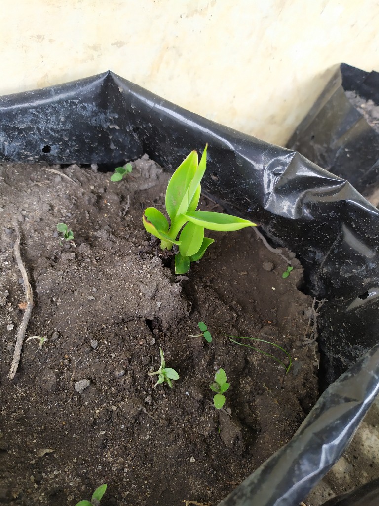 Bibit pisang cavendish