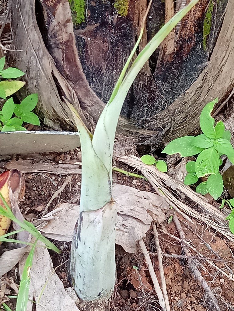 bibit pisang kepok