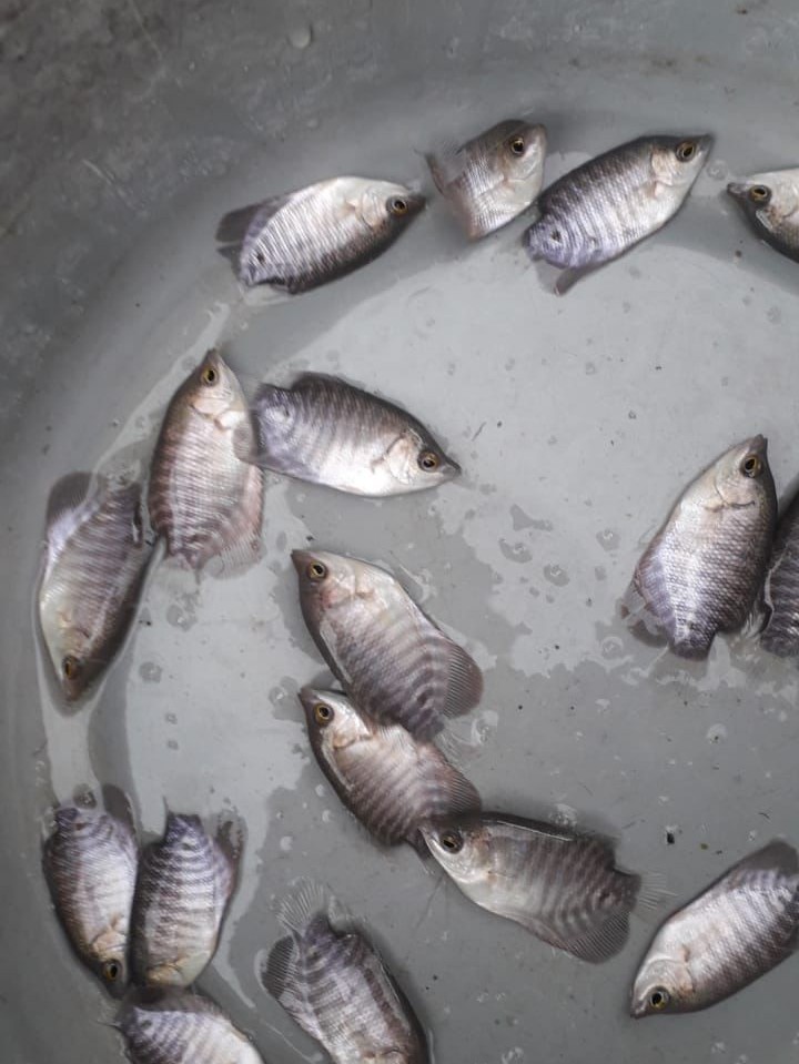 bibit Ikan gurame