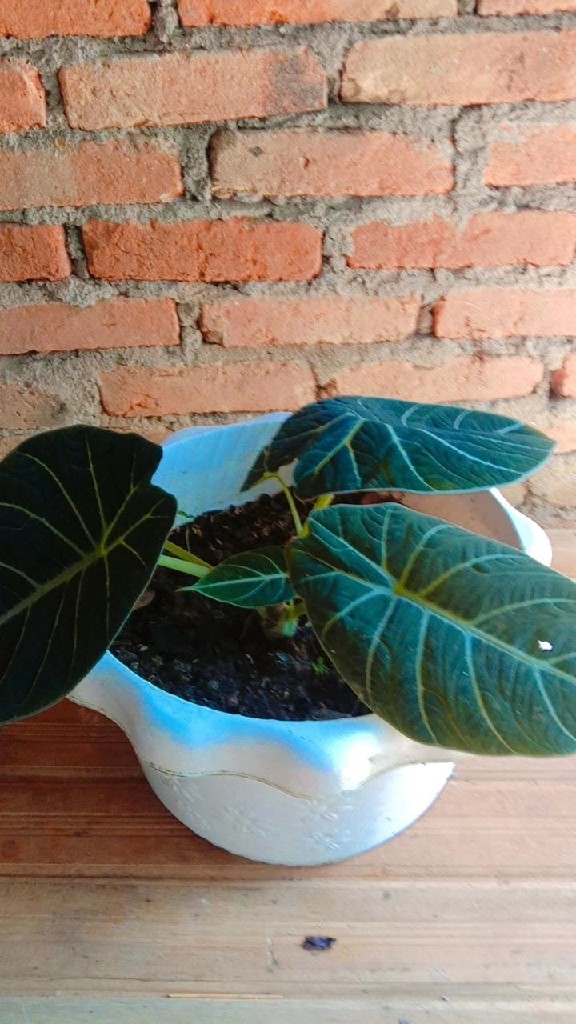 Keladi Tengkorak Beludru