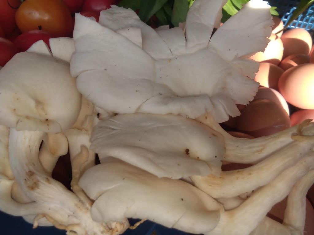Jamur Tiram
