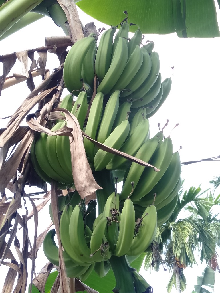 jual pisang raja nangka 1 sisir