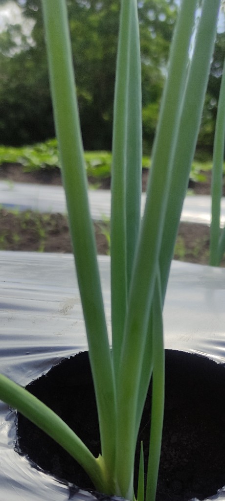 Daun Bawang Murah dan Segar