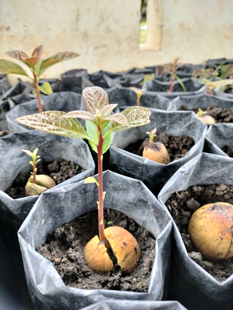 Bibit tanaman Alpukat