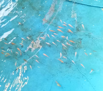 Bibit Ikan Nila