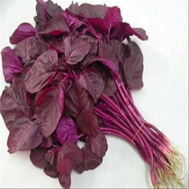 Bayam Merah (Amaranthus tricolor L.)