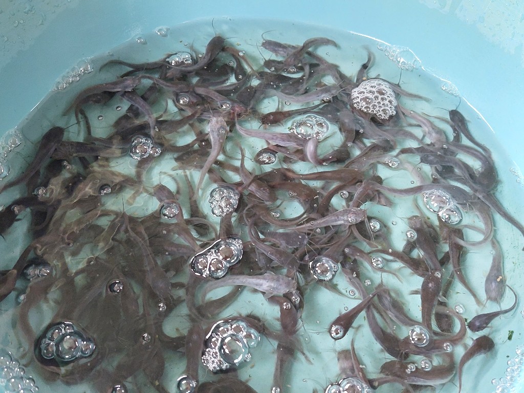 Bibit Lele Sangkuriang